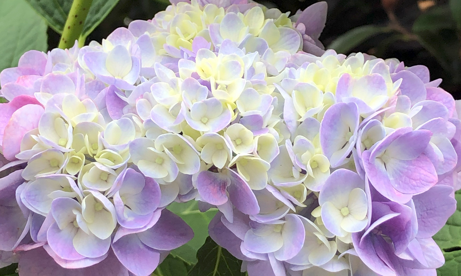パステルの紫陽花②