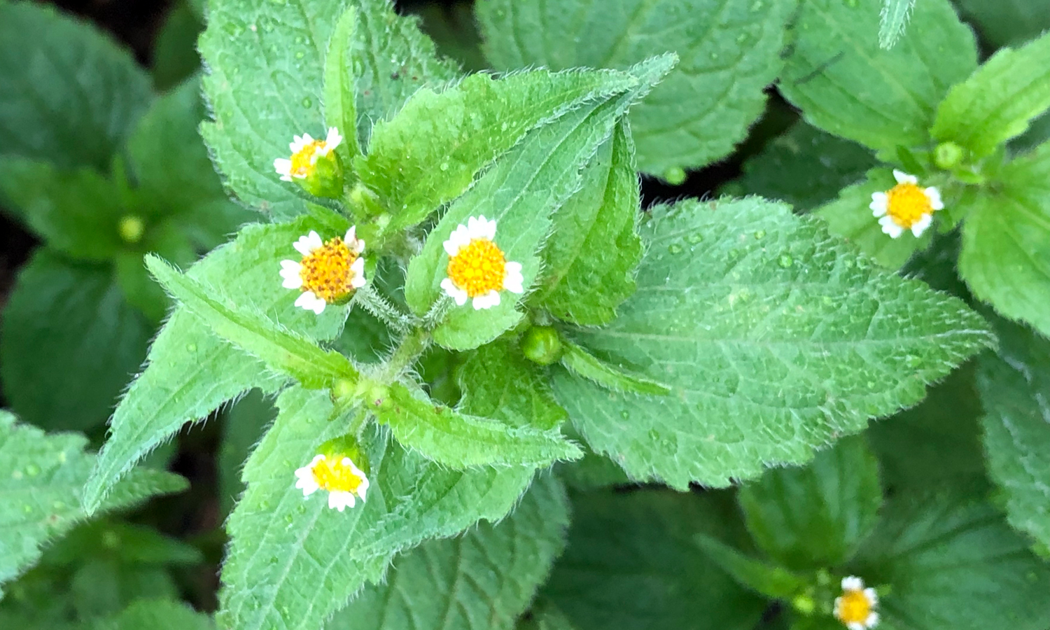 ハキダメギク（掃溜め菊）