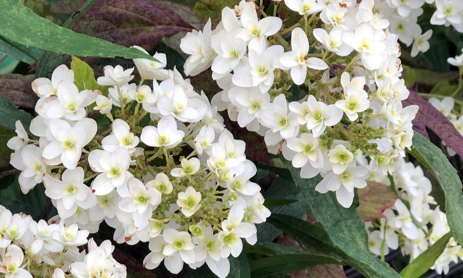 柏葉紫陽花